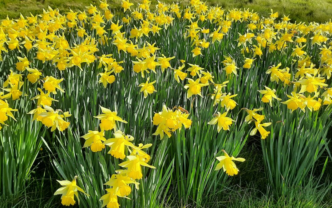 Why You Should Visit Beautiful Cornwall in the Spring